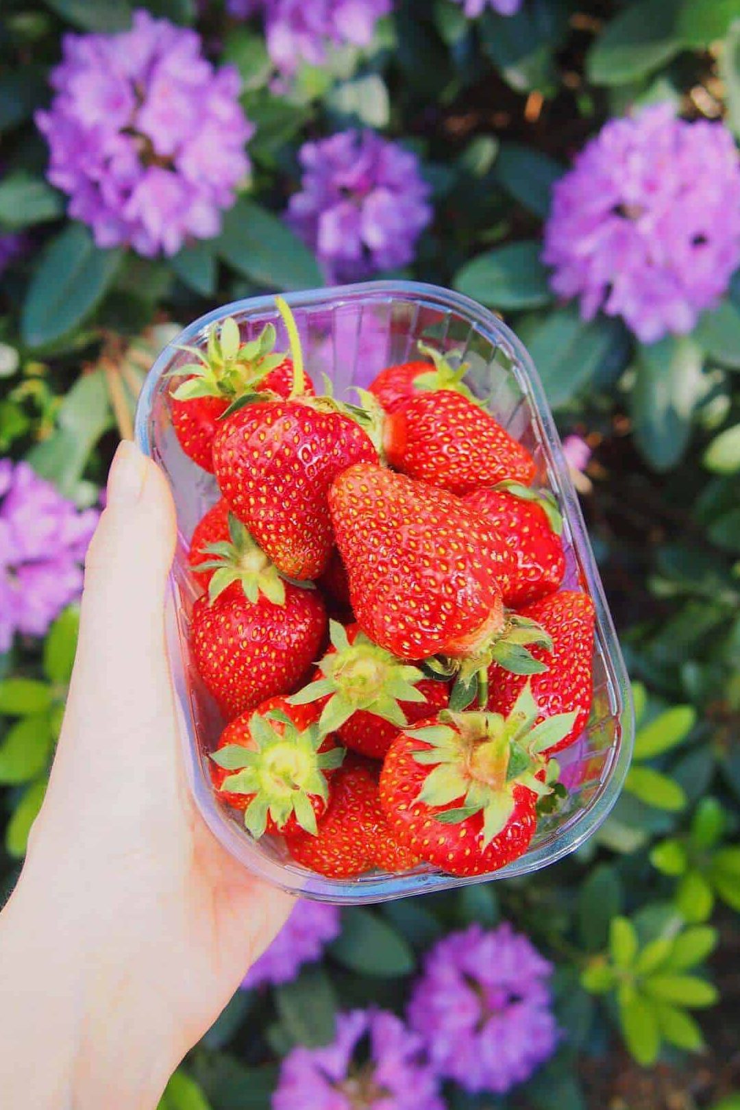 Su guía completa de fresas de primavera - Running to the Kitchen®