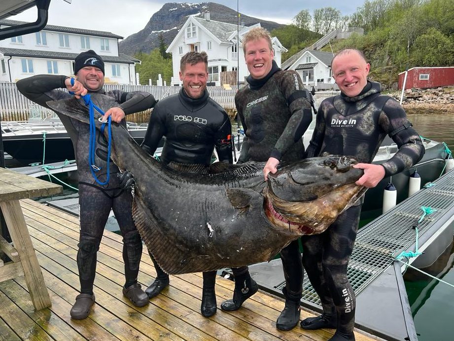 Todo sobre nuestro halibut – Alaska Select